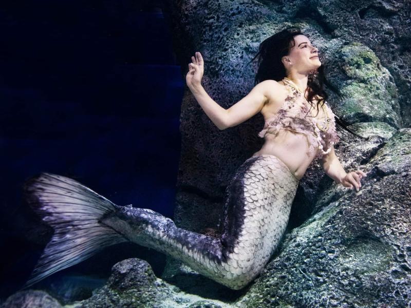 Havfruens hemmeligheder